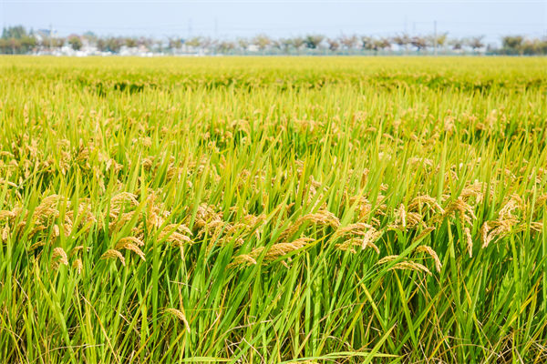 制造業分析：再這樣熱下去，全球的早餐都“懸了”