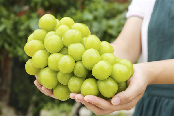 營銷管理咨詢分析：陽光玫瑰因何跌成“地板價”？